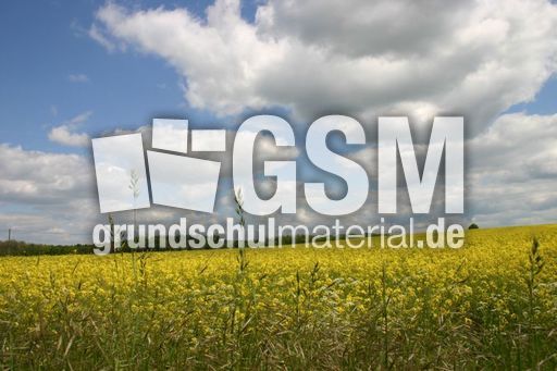 Rapsfeld-1.jpg